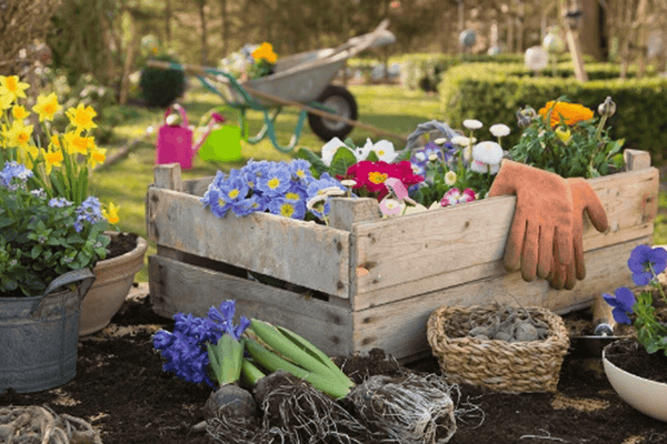10 Top Summer Gardening Tips