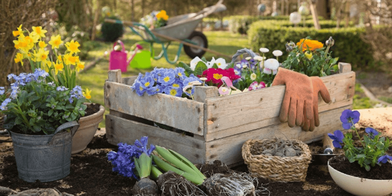 10 Top Summer Gardening Tips