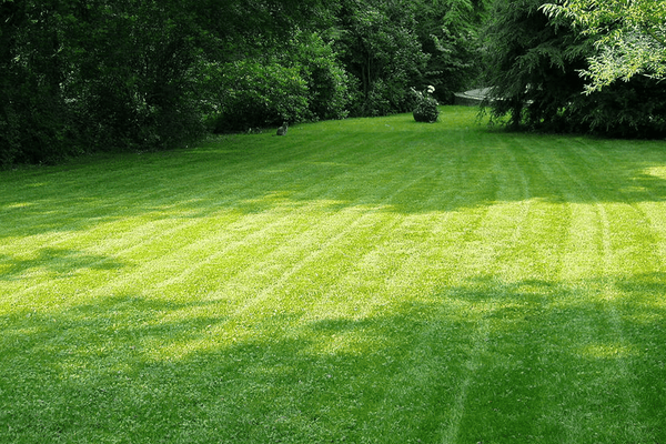Caring for your lawn this Summer