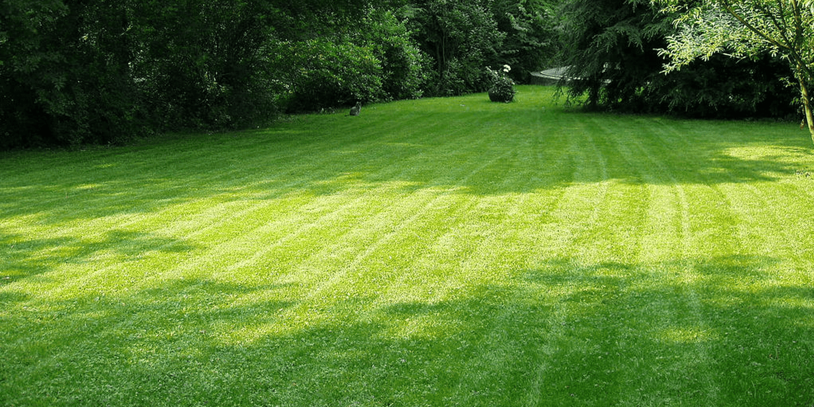 Caring for your lawn this Summer