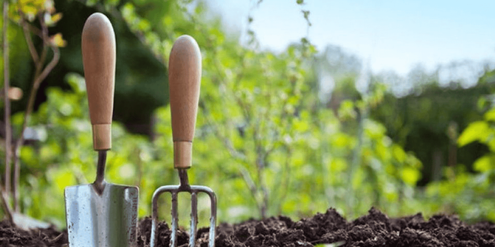 Gardening Tips for February