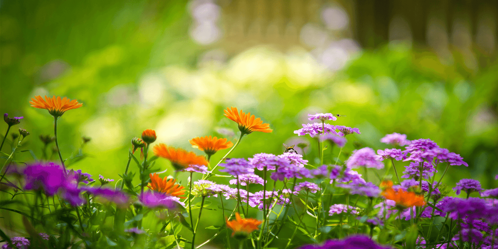 How to Prolong Your Gardens Flowers & Plants This Summer