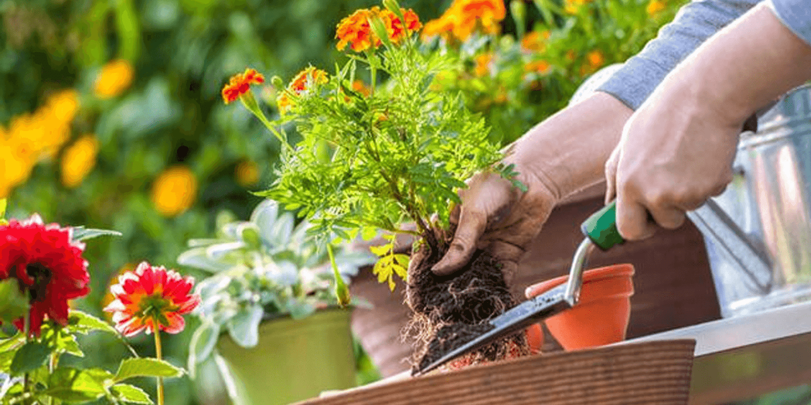 July Gardening Tips