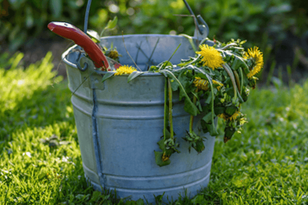 Garden Maintenance Tips for February