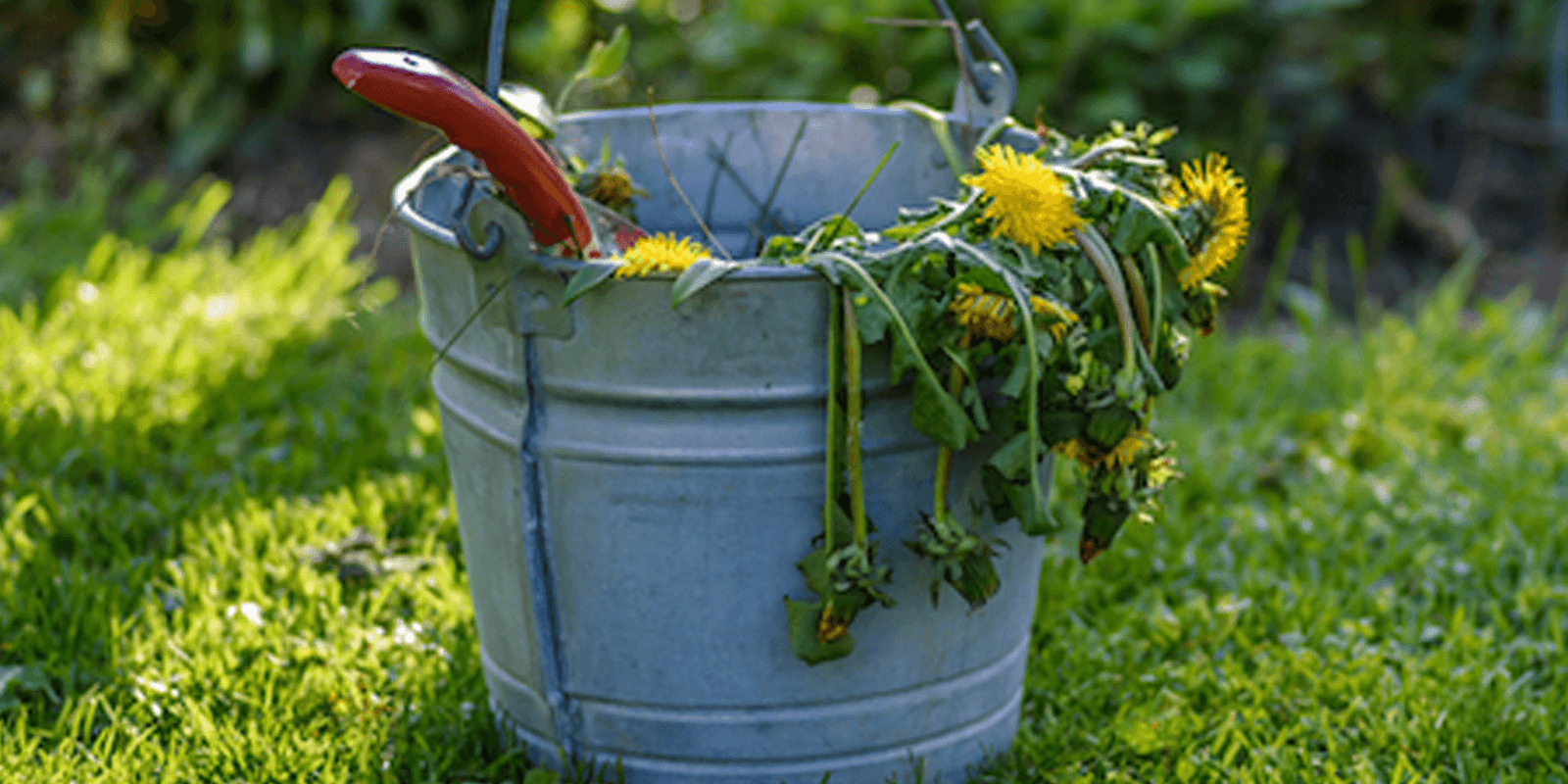 Garden Maintenance Tips for February