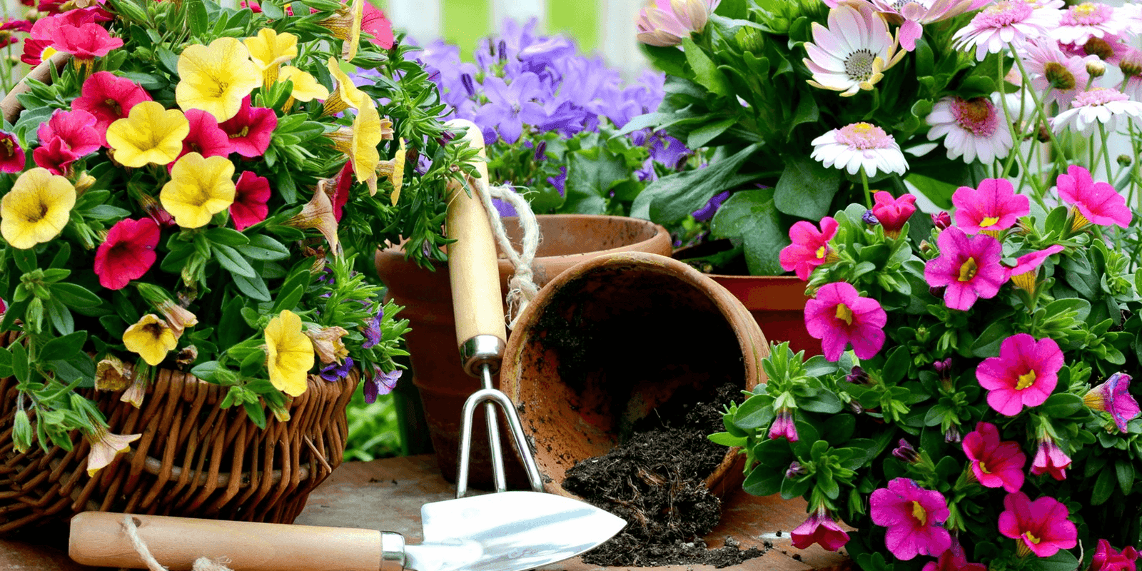 Simple Suggestions for your Garden in May