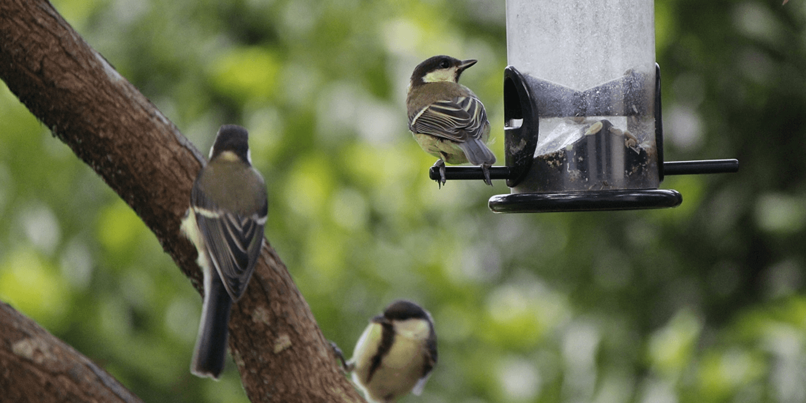 Tips for feeding the birds in your garden