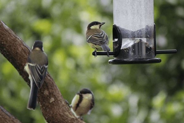 Tips for feeding the birds in your garden