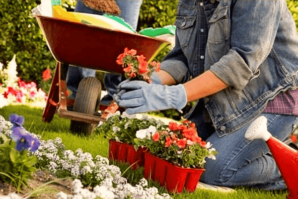 Tips to Manage your Garden this Summer