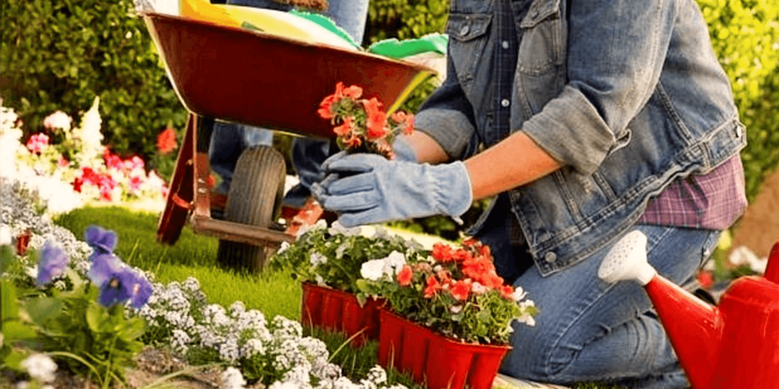 Tips to Manage your Garden this Summer