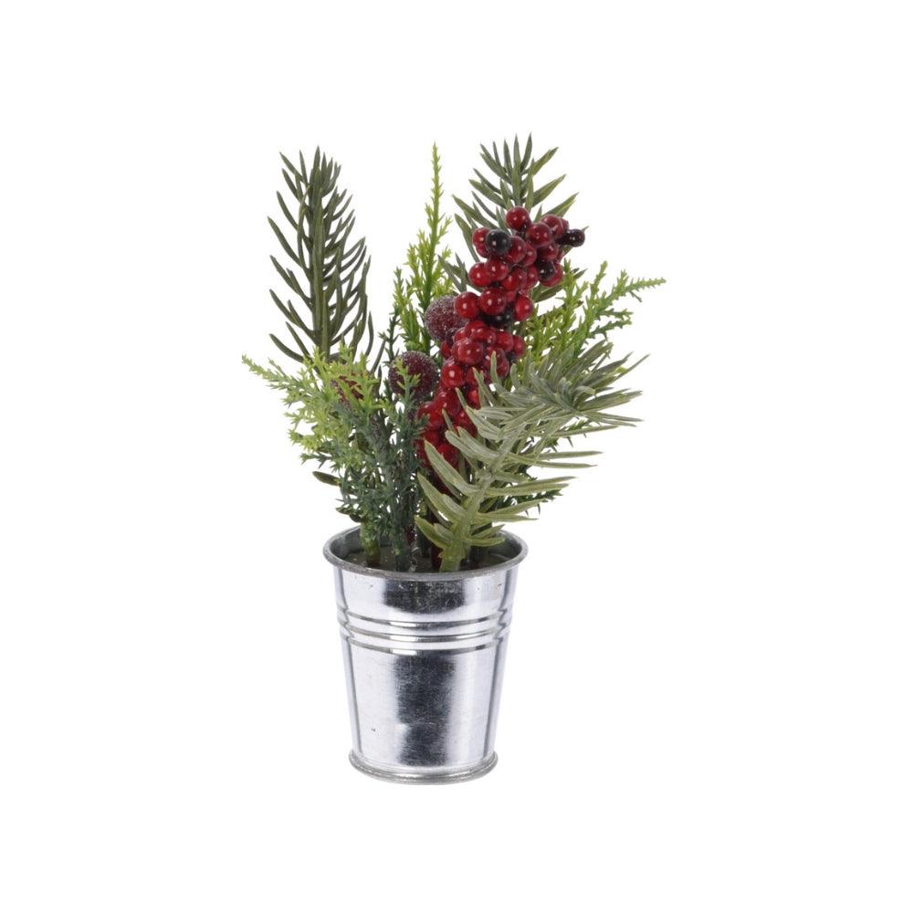 Christmas Berries Plant in Pot | 21cm - Choice Stores