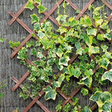 Gardman Riveted Garden Trellis | Tan - Choice Stores